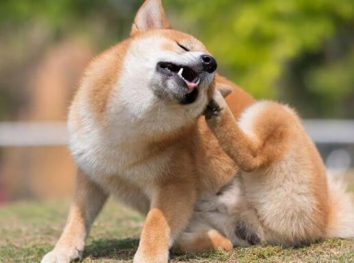 Can Dry Air Cause Skin Problems in Dogs and Cats?