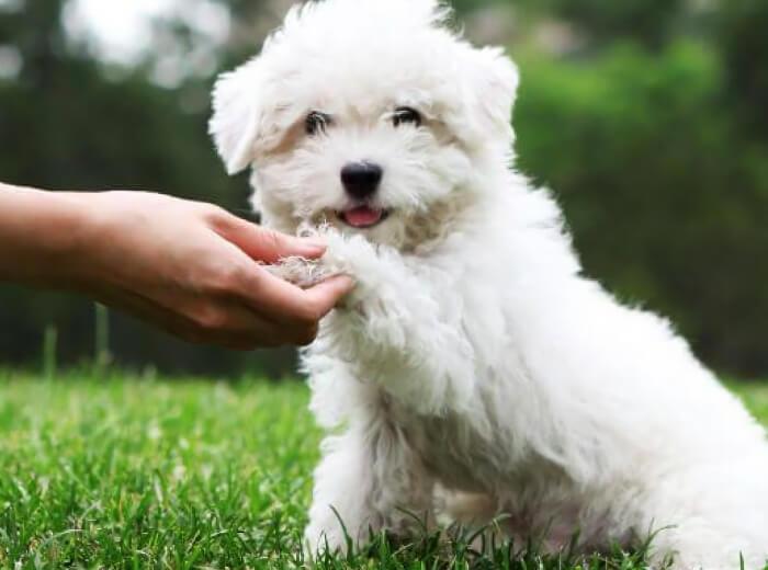 Interdigital Cyst in Dogs: Why There’s a Red Bump Between Your Dog’s Toes 