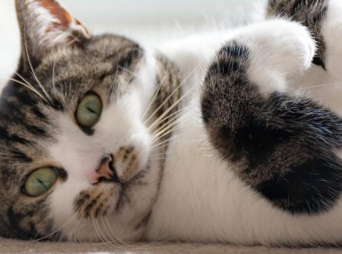 4 Feline Behaviors that Could Become Problematic