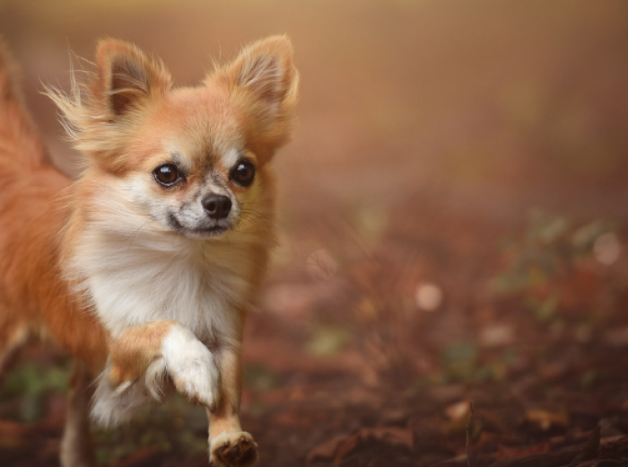 5 Fascinating Dog Breeds from Mexico