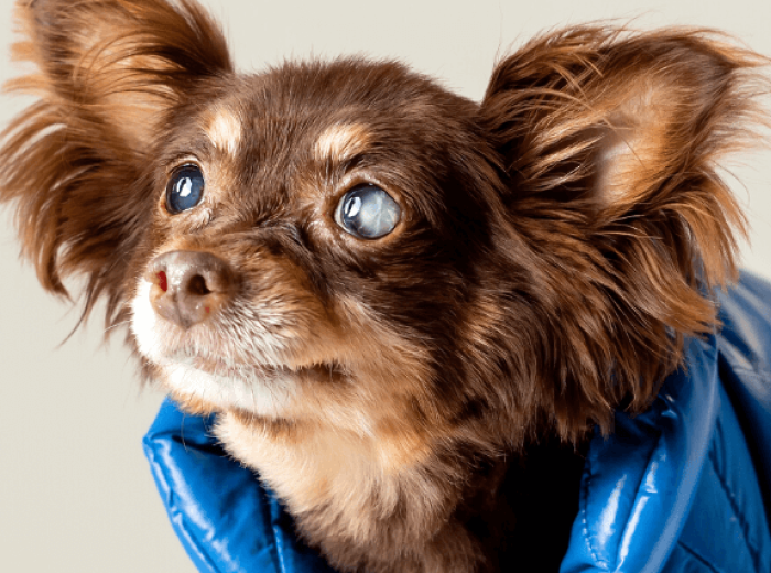 5 Reasons to Not Delay Treating Your Dog's Eye Problems