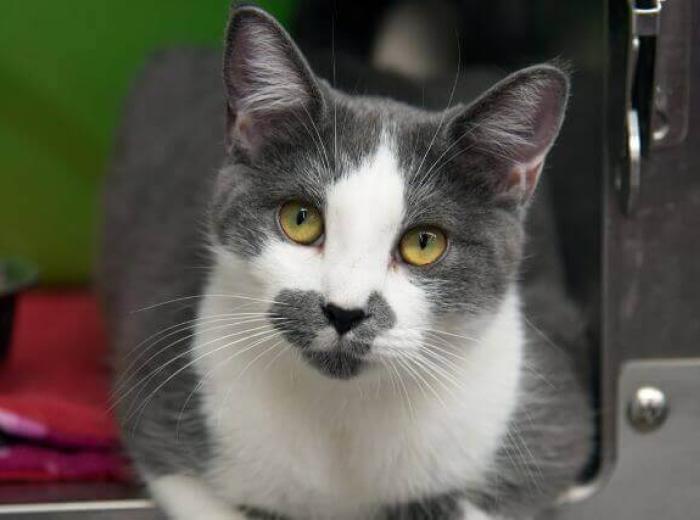 Adopt-A-Cat Month: 6 Reasons to Adopt a Feline Family Member