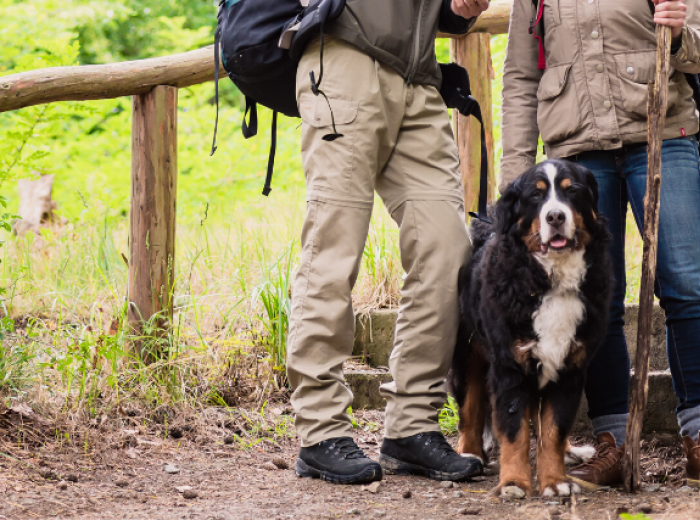 The Best Dog Breeds for Hiking