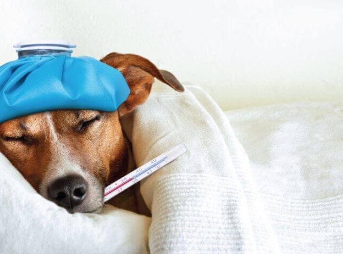 Can Your Pet Get the Flu? What You Need to Know About CIV
