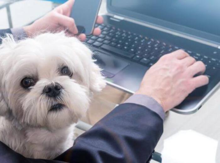 The Secret to Staying Sane While Working From Home With Pets