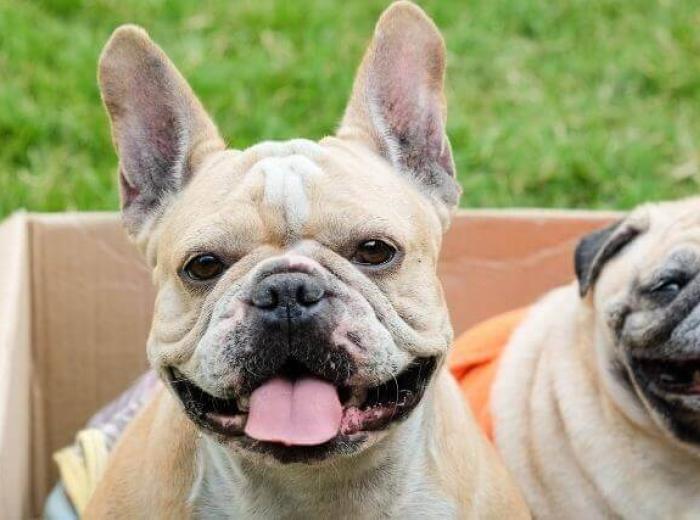 Keeping Your Smoosh-Faced (Brachycephalic) Dog in Top Health