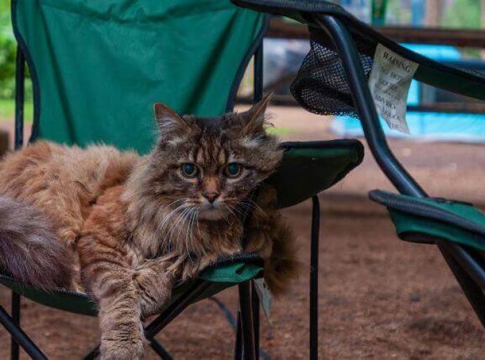 National Camping Month: A Guide to Camping Safely With Pets