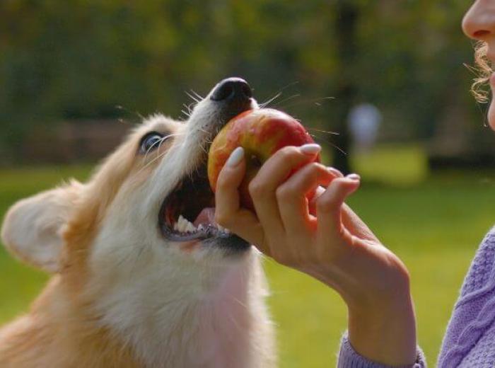 Can My Dog Eat That? A Veterinarian's Take on the Internet's Most Asked Foods for Dogs