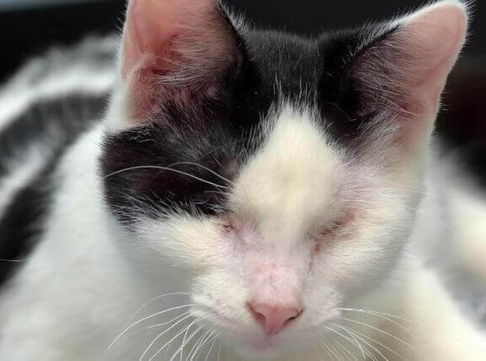 How to Help Your Blind Cat Stay Safe and Spectacular