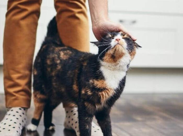 How to Help Your Deaf Cat Live a Fulfilling Life