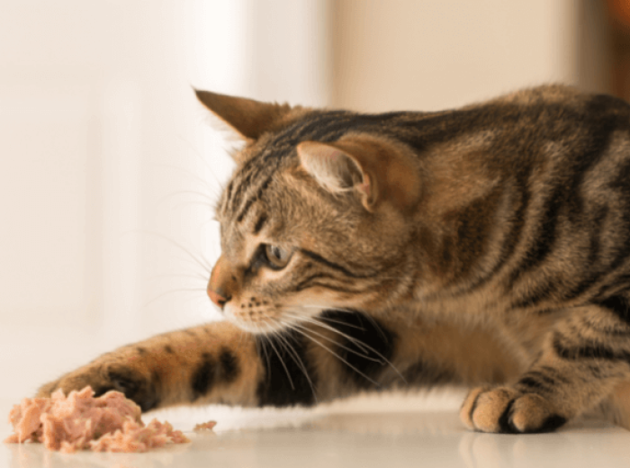 Cats Can Eat What?! Surprising Foods That Are Safe for Your Feline Friend