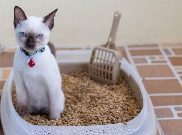 How to Spot and Solve Pesky Litter Box Problems