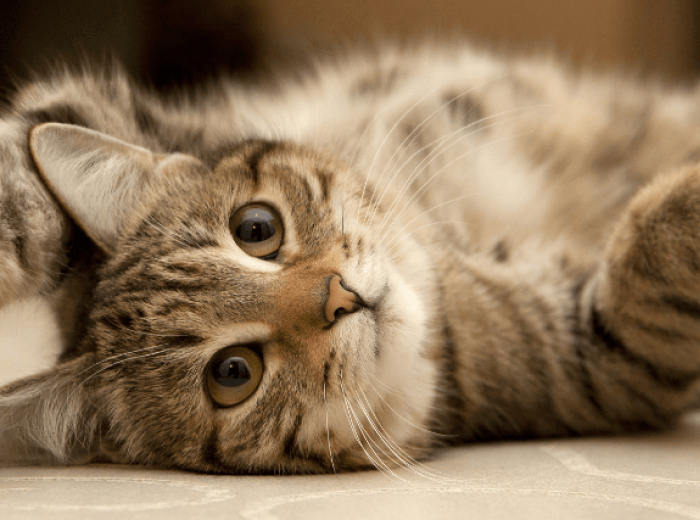 Mythbusters, Cat Edition: 8 Things Your Veterinarian Wants You to Know