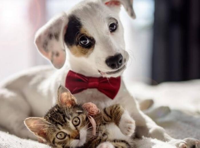 Cat or Dog? Find Out Which Pet Best Suits Your Lifestyle!