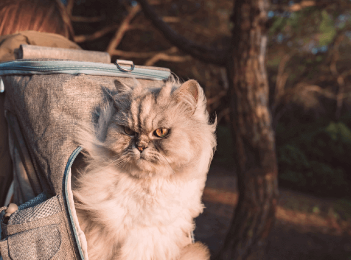 National Take a Hike Day: Can I Hike with My Cats?