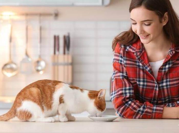 Thinking of Making Your Cat's Food? Read This First