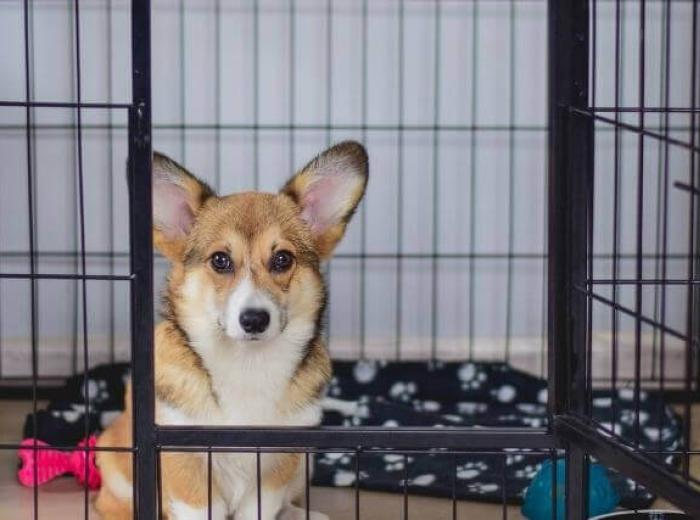 Ready to Give Up on Crate Training? Try These Tips!