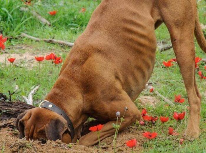 6 Common (And Curious!) Dog Behaviors and What They Mean
