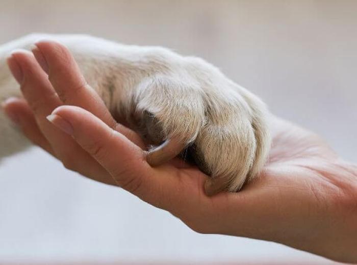 Dealing with Holidays After the Loss of a Pet