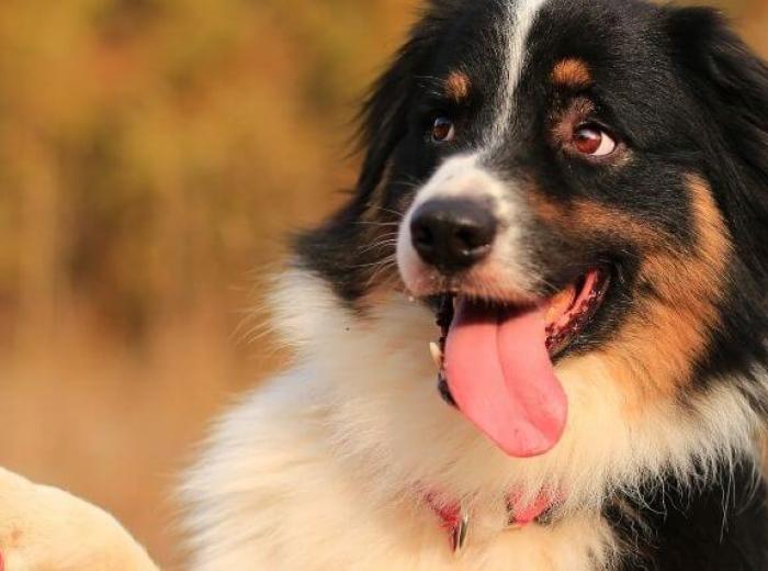 The Secret to Dog Training: Why Positive Reinforcement Works But Punishment Doesn't