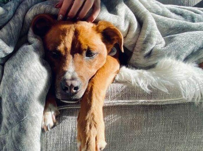 12 Symptoms That Could Indicate Your Dog Has Cancer