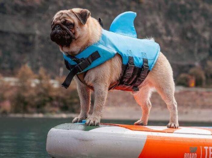 Keep Your Dog Safe on the Water with These Paddling Safety Tips