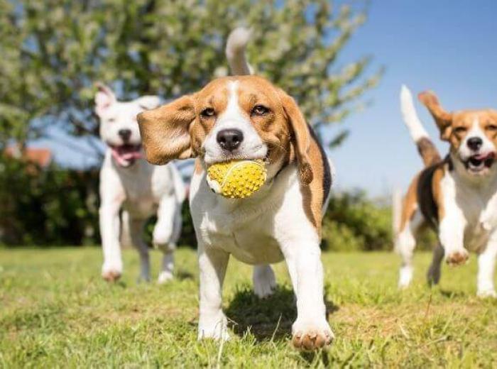 Dog Park Etiquette to Protect Your Precious Pup