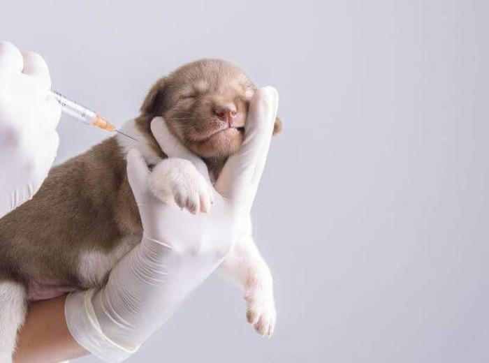 What Are the Core and Non-Core Vaccines For Dogs? Your FAQs Answered For National Pet Immunization Month