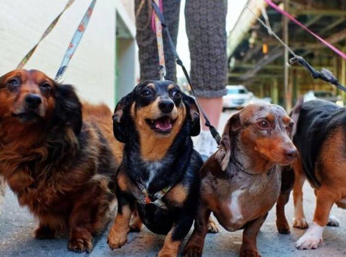 National Walk Your Dog Week - Tricks 'n' Tips To Get a Polite Walker