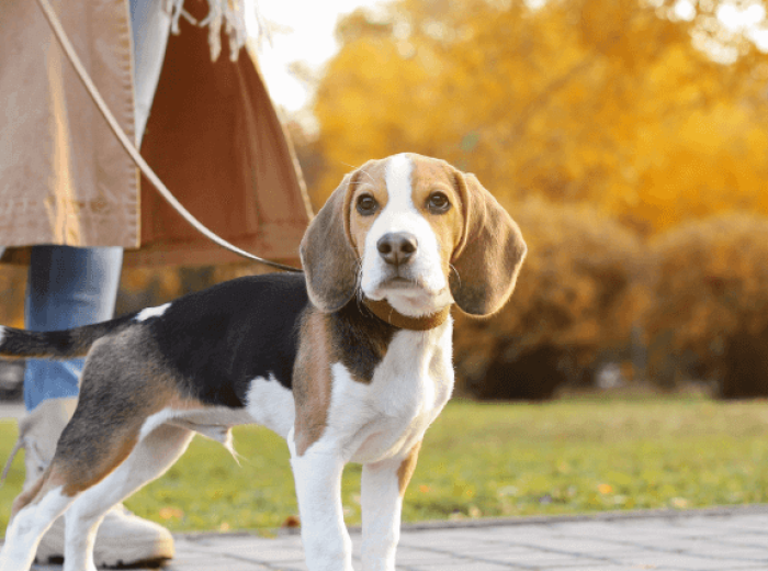 Dog Gone It! How to Master the Leash and Get a Polite Walker
