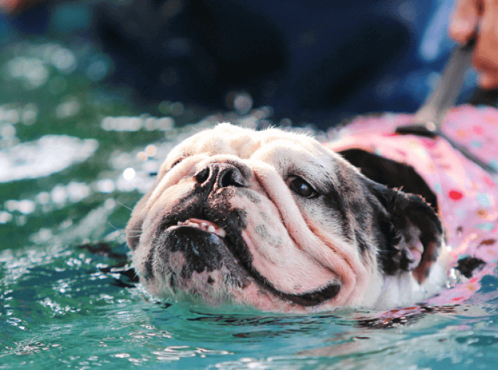 The Secret to a Stress-Free Summer Taking Your Dog Around Water