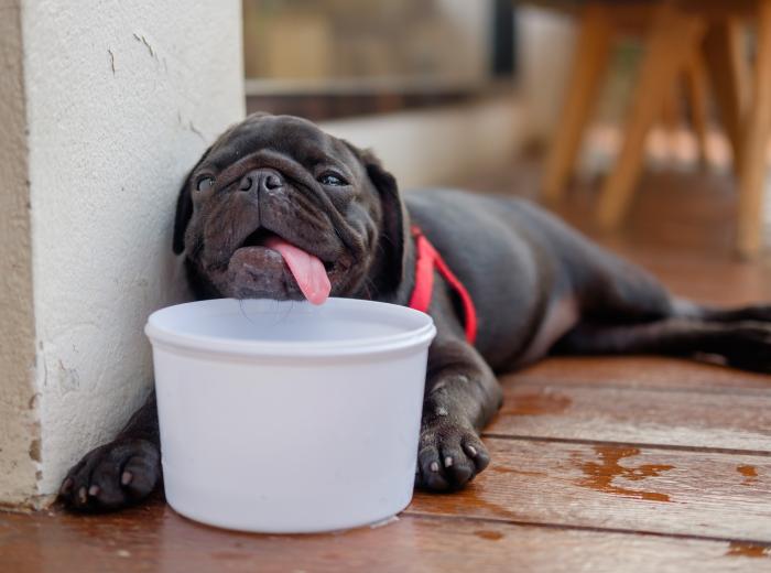 Hot Tips On How to Prevent Heatstroke in Dogs