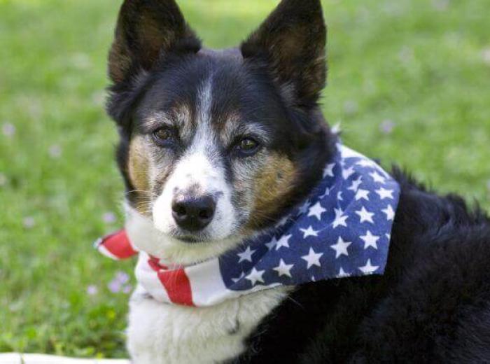 Labor Day Approaches! Here's What to Look for in Dog Sitters and Dog Boarding Facilities