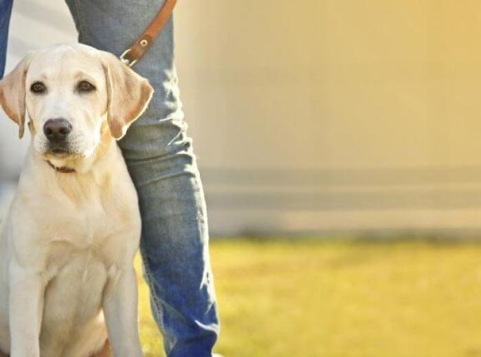 How to Decipher the Leash, Harness, and Collar Code For a Happy Hound