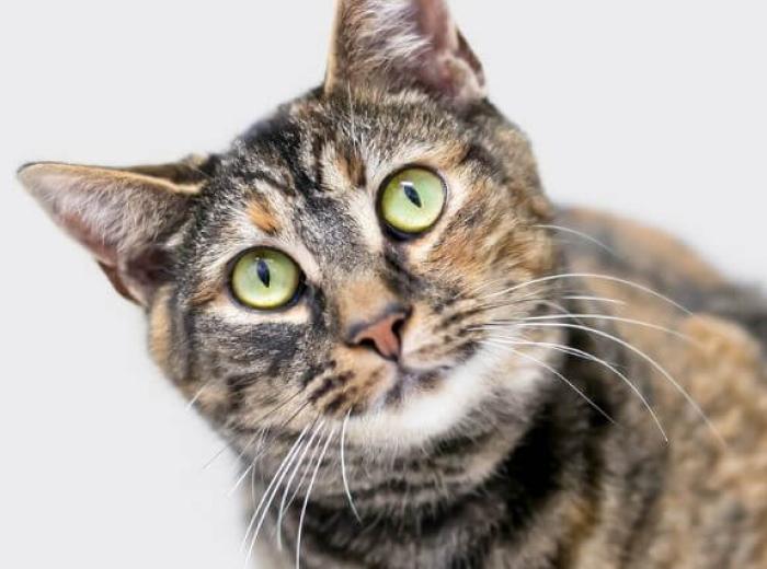 Establishing Truths Regarding Feline Heartworm Disease