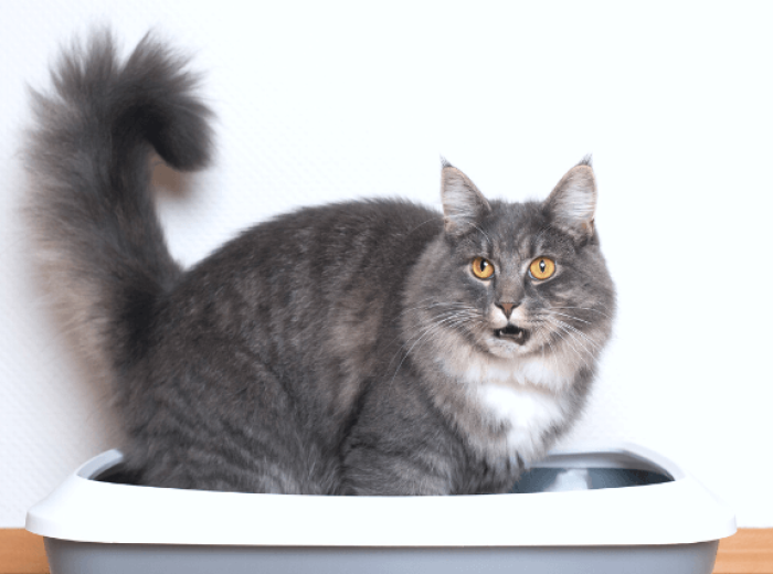 Everything You Never Wanted To Know About Cat Urine