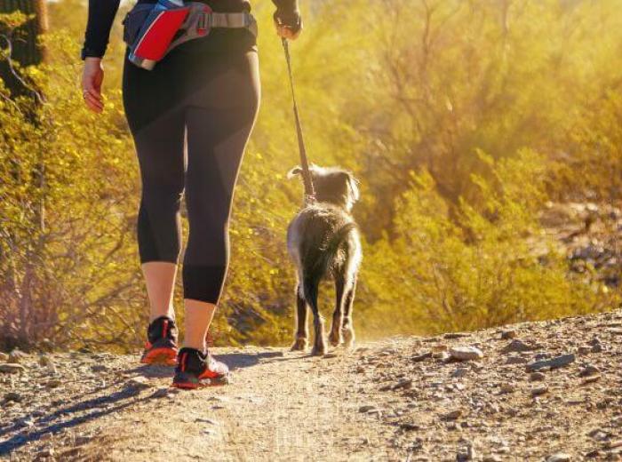 Everything You Need to Know About Dog Rattlesnake Bites & How Your Veterinarian Will Treat Them