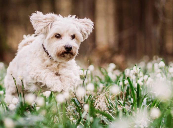 First Day of Spring - Spring Toxins My Dog Needs to Avoid