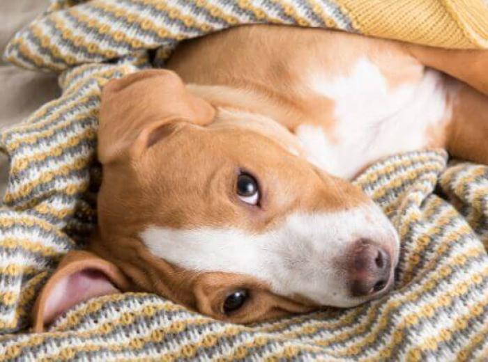 5 Common Illnesses in Dogs and What You Need to Know