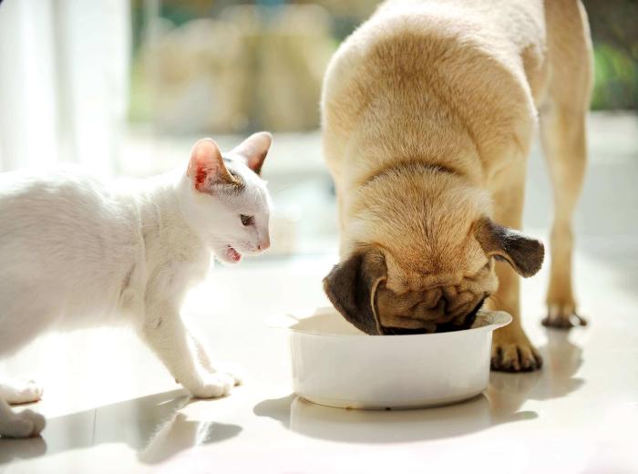 9 Human Foods That Are Toxic to Pets (And a List of Healthy Options!)