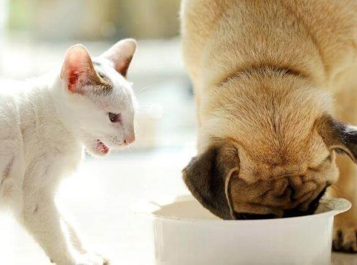 Healthy, Veterinarian-Approved Treats For Cats and Dogs