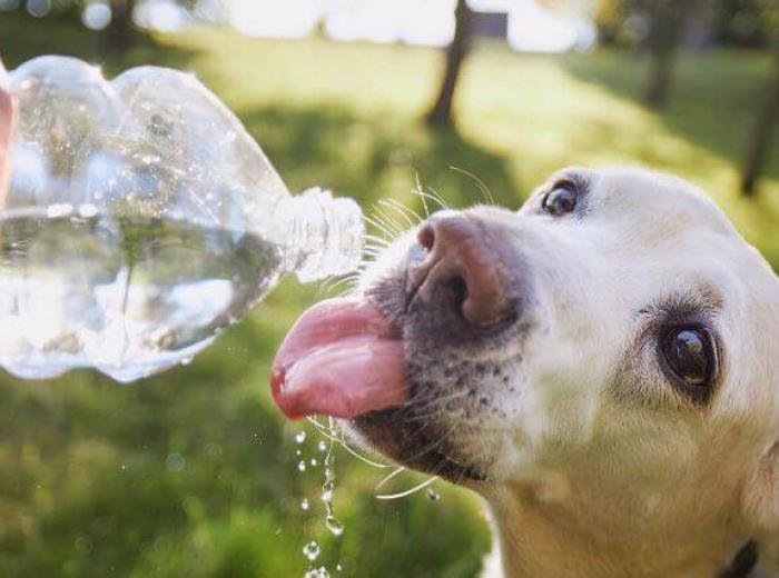 Today's Hot Take! 6 Safety Tips for Pets in the Face of Rising Temperatures