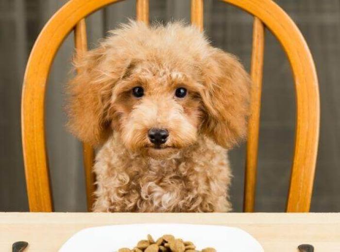 6 Ways to Curb Your Canine's Seemingly Insatiable Appetite