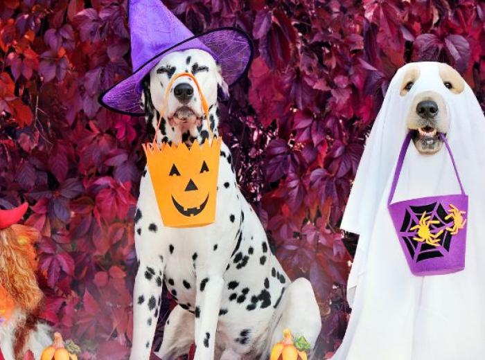 Trick-or-Treat: Homemade Halloween Treats for Dogs and Cats