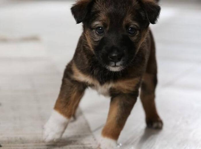 5 Puppy Housetraining Tips To Save Your Sanity