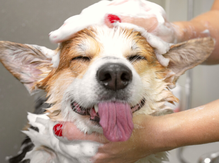How To Find The Best Groomer
