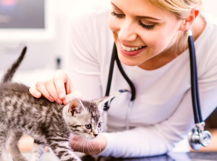 How To Find The Best Veterinarian