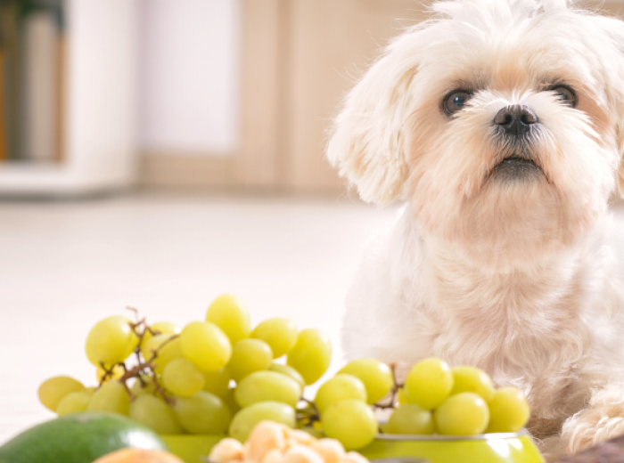 How to Prevent Accidental Pet Poisoning
