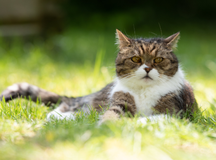How to Transition an Outdoor Cat to an Indoor-Only Cat