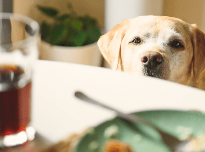 Human Foods that are Toxic to Dogs